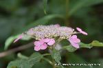 京の紫陽花めぐり　梅宮大社編 : 大虹