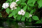 京の紫陽花めぐり　梅宮大社編