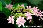 京の紫陽花めぐり　梅宮大社編 : ダンスパーティ