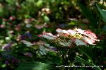京の紫陽花めぐり　梅宮大社編