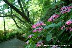 京の紫陽花めぐり　梅宮大社編 : 山紫陽花　大紅