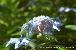 京の紫陽花めぐり　梅宮大社編