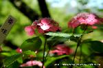 京の紫陽花めぐり　梅宮大社編 : 舞姫
