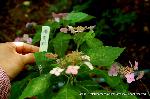 京の紫陽花めぐり　梅宮大社編 : 楊貴妃