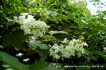 京の紫陽花めぐり　梅宮大社編