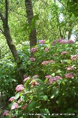 京の紫陽花めぐり　梅宮大社編