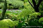 京の紫陽花めぐり　梅宮大社編 : アナベル