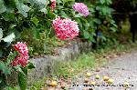 京の紫陽花めぐり　梅宮大社編 : 青梅が落ちてくる