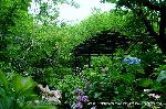 京の紫陽花めぐり　梅宮大社編