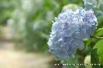 京の紫陽花めぐり　梅宮大社編