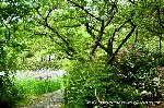 京の紫陽花めぐり　梅宮大社編 : 左/勾玉池に花菖蒲 右/やまあじさいの小道