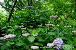 京の紫陽花めぐり　梅宮大社編