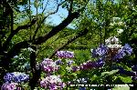 京の紫陽花めぐり　梅宮大社編