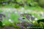 京の紫陽花めぐり　梅宮大社編 : 勾玉池