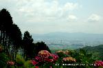 京の紫陽花めぐり　善峰寺編