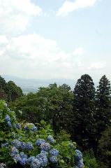 京の紫陽花めぐり　善峰寺編