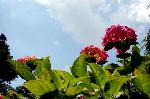 京の紫陽花めぐり　善峰寺編