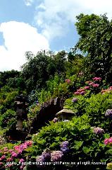 京の紫陽花めぐり　善峰寺編