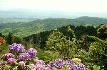 京の紫陽花めぐり　善峰寺編