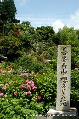 京の紫陽花めぐり　善峰寺編