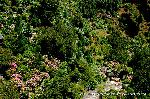 京の紫陽花めぐり　善峰寺編
