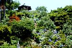 京の紫陽花めぐり　善峰寺編