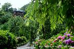 京の紫陽花めぐり　善峰寺編