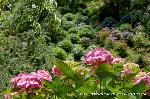 京の紫陽花めぐり　善峰寺編