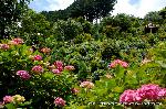 京の紫陽花めぐり　善峰寺編