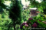 京の紫陽花めぐり　善峰寺編