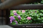 京の紫陽花めぐり　善峰寺編