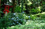 京の紫陽花めぐり　善峰寺編