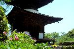 京の紫陽花めぐり　善峰寺編