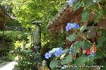 京の紫陽花めぐり　善峰寺編