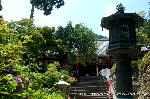 京の紫陽花めぐり　善峰寺編