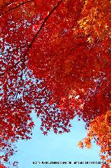 近場で紅葉狩