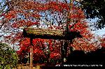 青蓮院大日堂　秋の将軍塚庭園とは