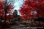 青蓮院大日堂　秋の将軍塚庭園とは