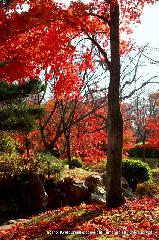 近場で紅葉狩