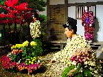 京の菊　嵯峨菊