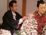 京の菊　嵯峨菊