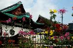 京の菊　嵯峨菊