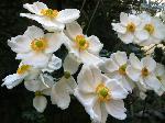 京の菊　嵯峨菊