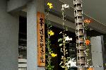 京の菊　嵯峨菊