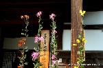 京の菊　嵯峨菊