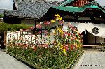 京の菊　嵯峨菊