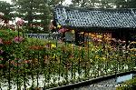 京の菊　嵯峨菊