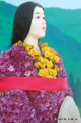 京の菊　嵯峨菊