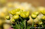 京の菊　嵯峨菊