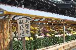 京の菊　嵯峨菊